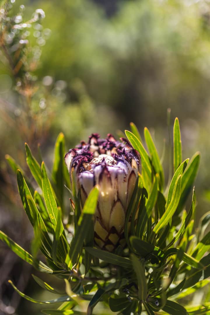 Cliffside Suites by Luna Blue - Plettenberg Bay